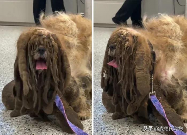 撿到一個小怪獸，脫掉6斤“外套”後，才發現它原本可以那麼美