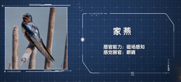 燕子每年都去南方過冬，“南方”究竟是哪？可能很多人都理解錯了