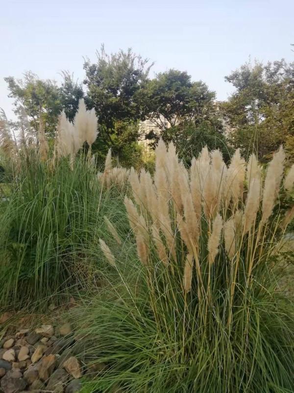 中秋佳節，蒲葦銀染