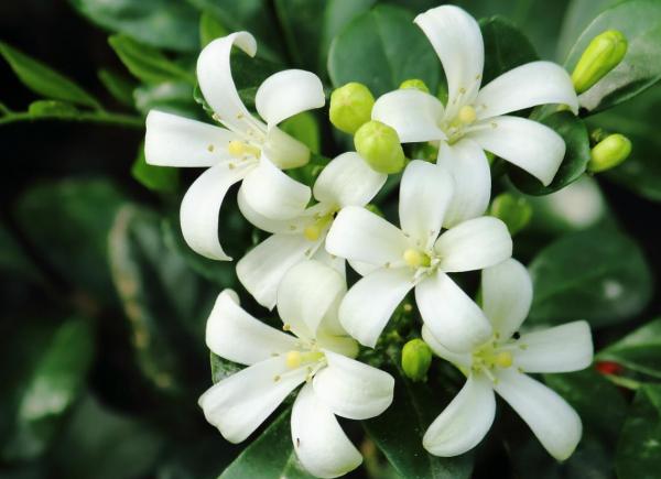 家裡養這6種盆景樹,花期長,香味還健康怡人,擺客廳最好 家裡養這6種盆景樹,花期長,香味還健康怡人,擺客廳最好