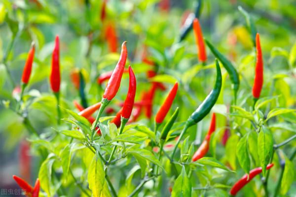 金寶貝微生物菌肥溫室辣椒生長全程必不可少