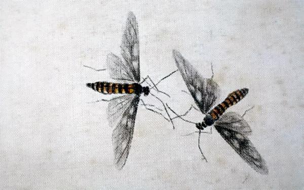 齊白石筆下的飛蟲,精細之極 齊白石筆下的飛蟲,精細之極