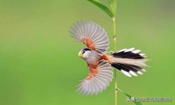 分享&mdash;&mdash;珍貴的稀有鳥類