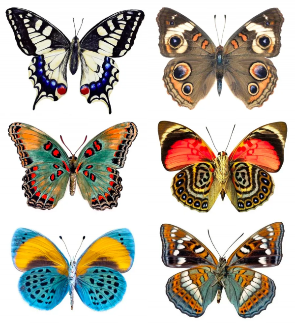 兒童畫教程|創意版畫課程《吹塑版畫之蝶戀花》 兒童畫教程|創意版畫課程《吹塑版畫之蝶戀花》