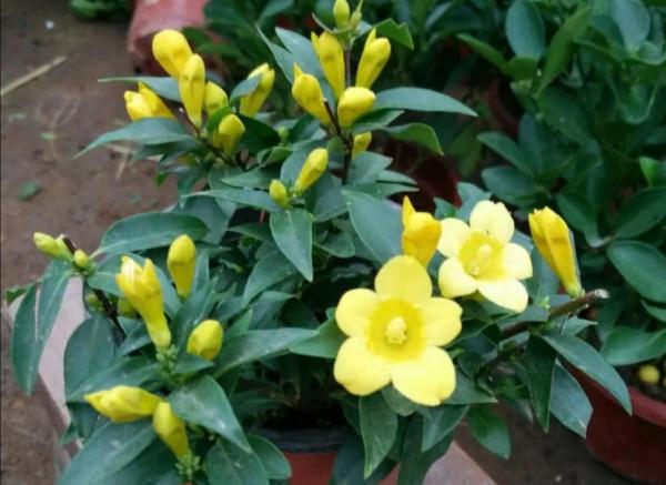 天冷了，8種有毒花別在屋裡養，容易影響健康