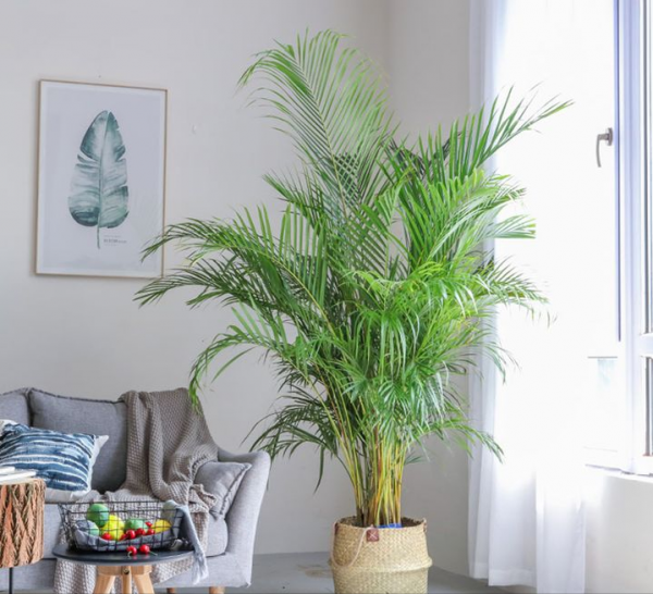 室內綠植大盤點，哪些是顏值高又好養的呢？