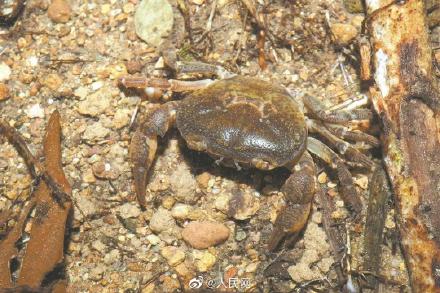 90後博士發現新物種以深圳命名