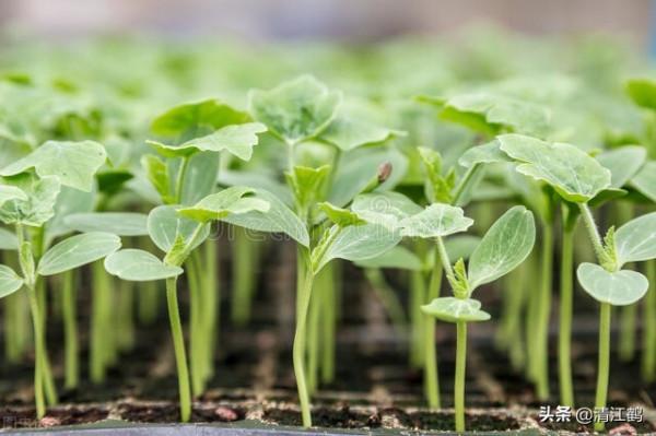 5個";小妙招";:搞定反季節優質精品西瓜種植,瓤細膩糖分足口感好 5個";小妙招";:搞定反季節優質精品西瓜種植,瓤細膩糖分足口感好