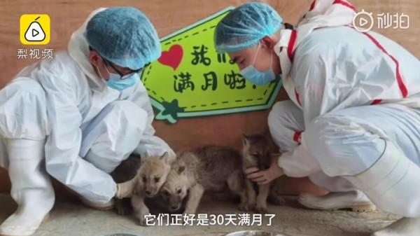 作為最古老犬種之一,薩摩耶真的不是北極狼(白狼)的後代嗎? 作為最古老犬種之一,薩摩耶真的不是北極狼(白狼)的後代嗎?