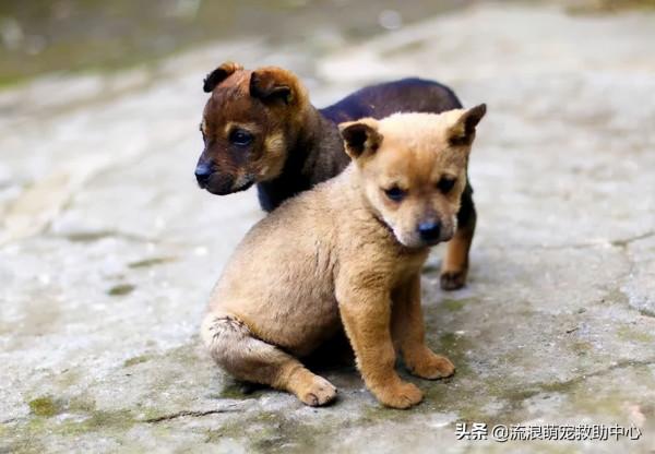 拆遷後被棄養的狗狗,在廢墟中固執等待主人,瘦成一具“乾屍” 拆遷後被棄養的狗狗,在廢墟中固執等待主人,瘦成一具“乾屍”