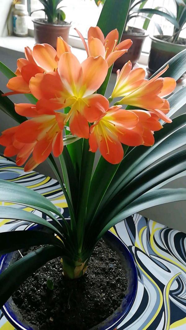 6種“吉利花”，養在客廳最適合，好看又大氣，不見光照也能開爆