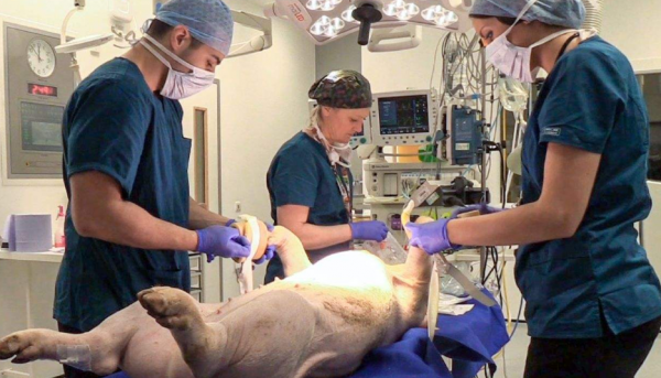 又一里程碑！57歲男子接受豬心臟移植，醫生：暫無免疫排斥反應