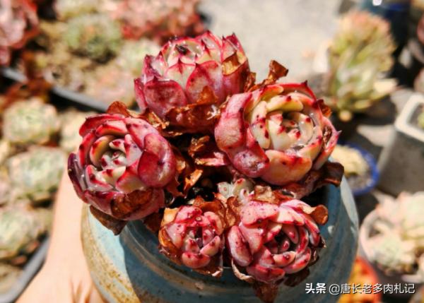 這6種水不能用來澆多肉，否則要麼盆土板結，要麼多肉會直接掛掉