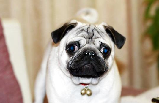 養巴哥犬一定要牢記“七不要”,對它有益 養巴哥犬一定要牢記“七不要”,對它有益