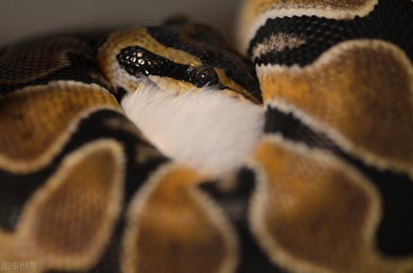 為什麼野外防蛇要穿長褲子？