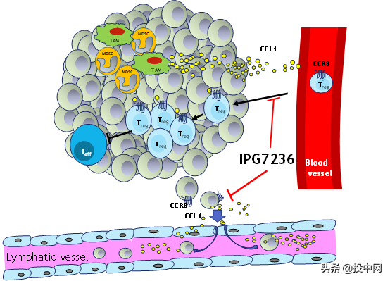 艾美斐醫藥CCR8拮抗劑IPG7236在美國完成首例腫瘤患者給藥