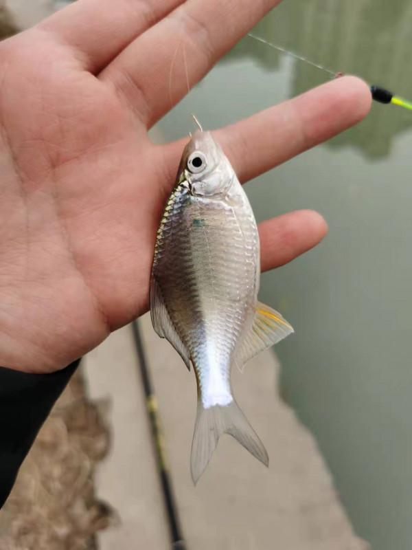 釣無定律，根據魚情調整了浮漂和餌料狀態，讓我收穫滿滿