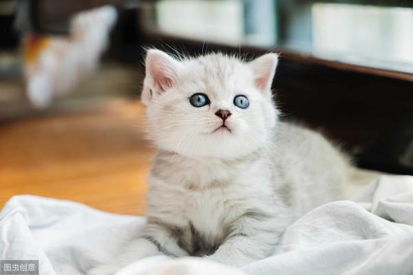 闢謠：貓對食物做掩埋動作是因為不滿意？事實上，原因不止於此