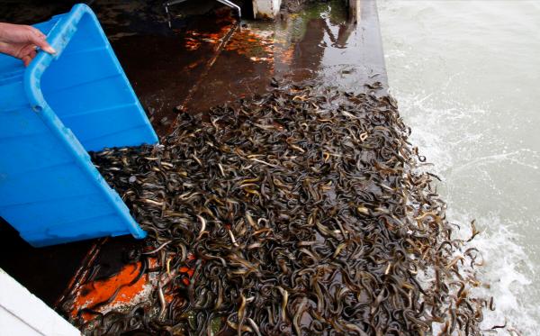 80後小夥返鄉養泥鰍養魚，一年賣出3000萬，帶領養殖戶共同致富