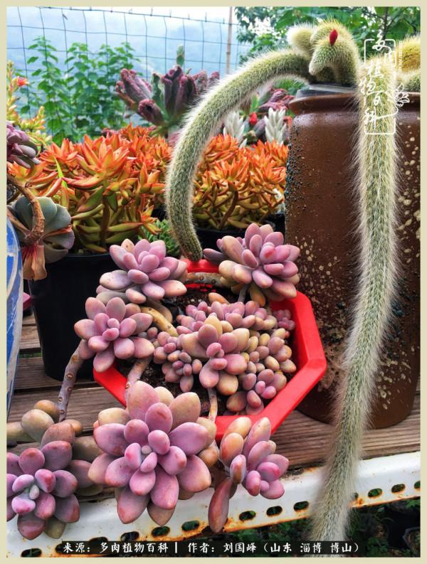 秋季多肉，你是王者歸來嗎？（附秋季養護知識）