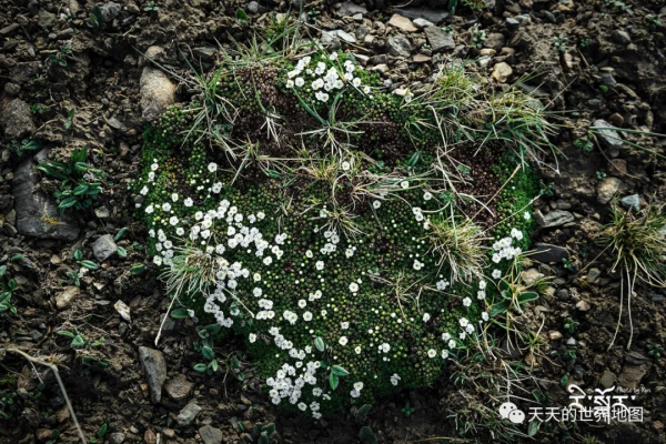 由死向生，阿尼瑪卿轉山