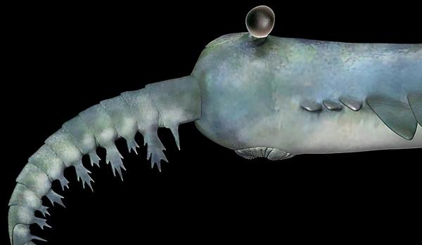 五億年前的軍備競賽,寒武紀動物們的攻掠與防守,誰才是贏家? 五億年前的軍備競賽,寒武紀動物們的攻掠與防守,誰才是贏家?