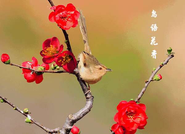 會動的鳥兒圖欣賞