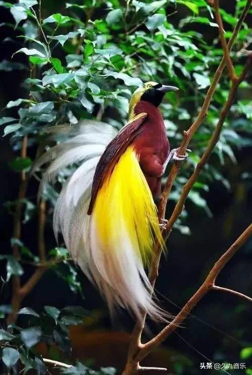 自然界最古靈精怪的精靈