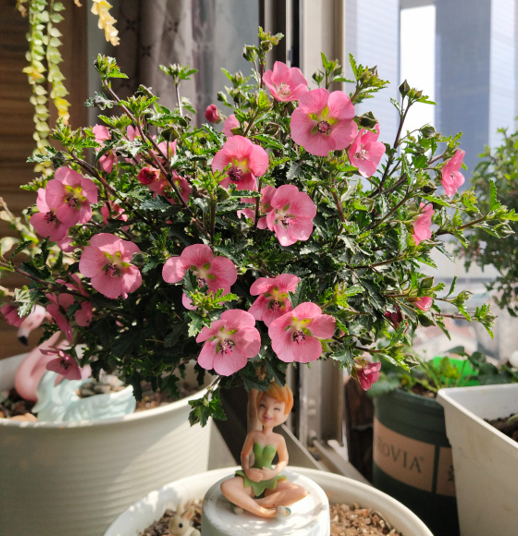 現在各種專用肥層出不窮,新手養花別盲目買,沒啥意思 現在各種專用肥層出不窮,新手養花別盲目買,沒啥意思