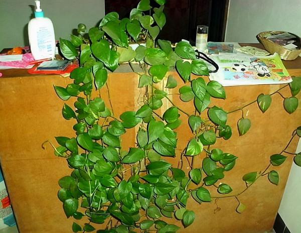 廁所不透氣,就養這“3種”花,空氣清香除臭味,再貴也要養1盆 廁所不透氣,就養這“3種”花,空氣清香除臭味,再貴也要養1盆