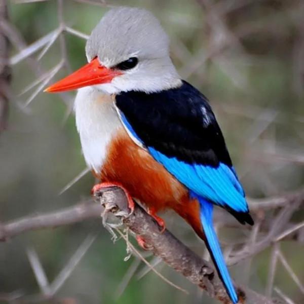 鳥的世界 鳥的天堂