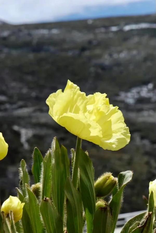 黃花綠絨篙,耐寒耐乾旱的高山植物,很有風骨 黃花綠絨篙,耐寒耐乾旱的高山植物,很有風骨