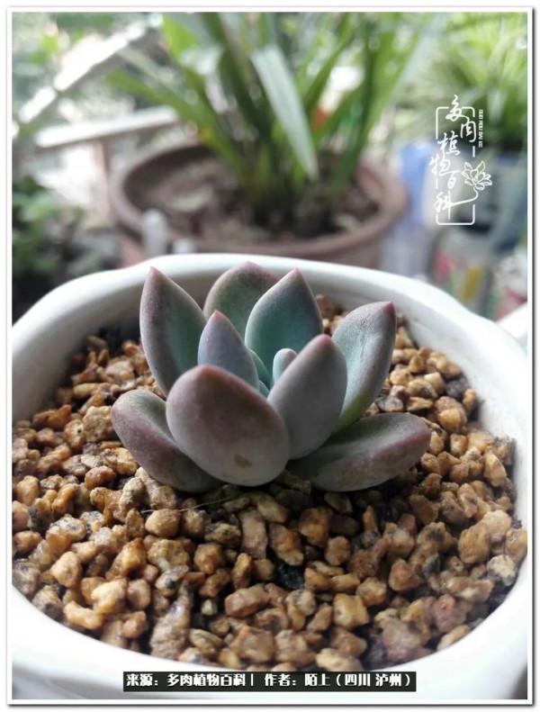北向陽臺補光燈養多肉的那些事兒