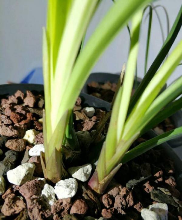 夏天養蘭花做好“三練”，容易開花不說，秋冬苗還會格外多