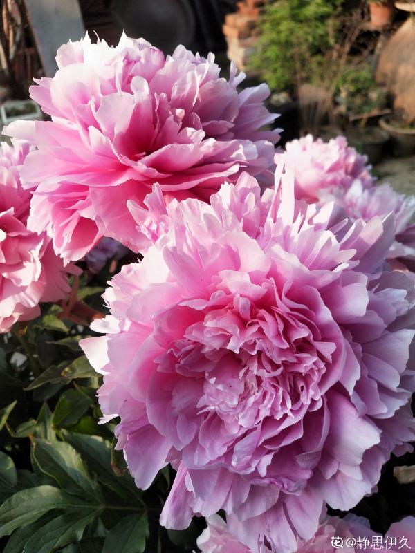 秋天種下3種花，冬天零下也不怕，明年春天花開滿園