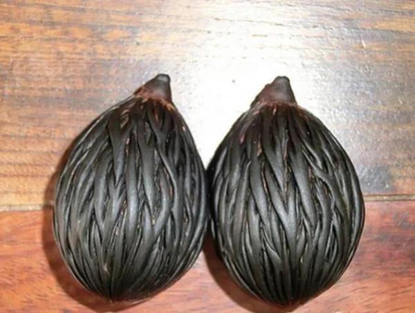 撿到種子,網友問是什麼?把過去培育的照片發一發 撿到種子,網友問是什麼?把過去培育的照片發一發