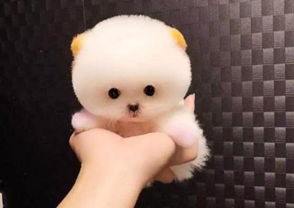 令人“擔憂”的幾種狗，不弄點麻煩出來，都不符合它氣質