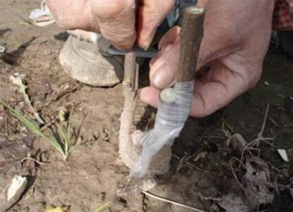 冬季12月份,剪1根臘梅枝來扦插,學下技巧和注意事項,成活率高 冬季12月份,剪1根臘梅枝來扦插,學下技巧和注意事項,成活率高