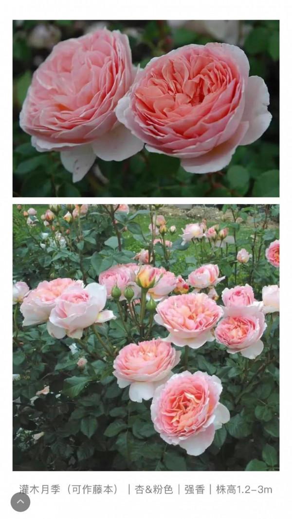 月季亞伯:它的絕豔你能懂,懂了也是你不配 月季亞伯:它的絕豔你能懂,懂了也是你不配