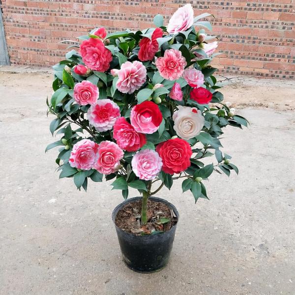 七種“富貴花”，適合冬天養，寓意吉祥又大氣，關鍵還喜慶