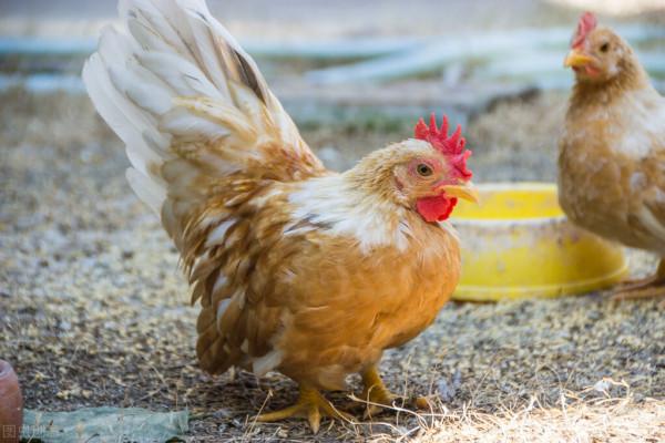 學會這7招,養的雞(膘肥體壯),老飼養戶玩法(內部技術) 學會這7招,養的雞(膘肥體壯),老飼養戶玩法(內部技術)