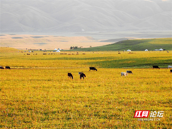 帶你看看網友鏡頭下“那拉提養蜂女”生活的草原有多美