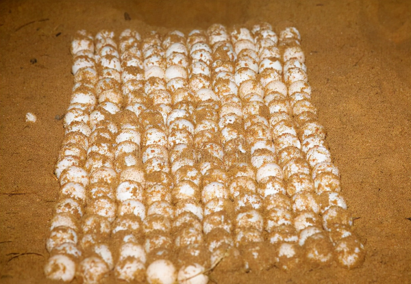 浙江大爺養殖烏鱉，透過稻鱉共養走向致富，年銷售額五千萬元