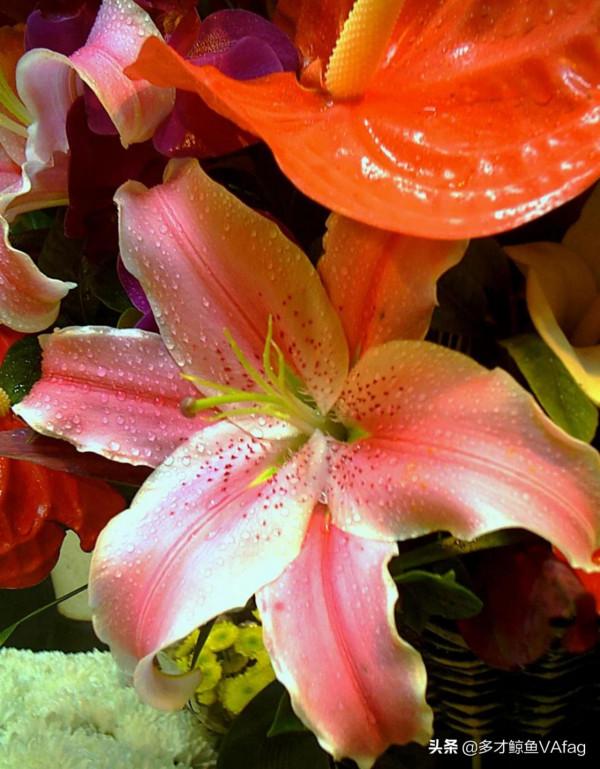 這些奇異的花卉，你喜歡哪種