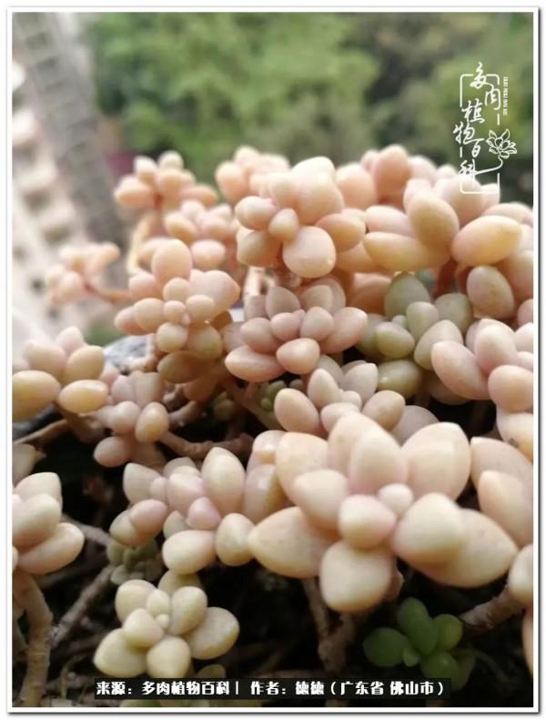 廣東的多肉陽臺:生命不息,折騰不止 廣東的多肉陽臺:生命不息,折騰不止