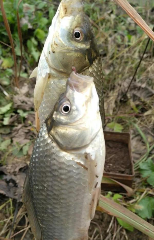 釣魚大爺初冬釣魚多的秘密,小水面裡有大驚喜 釣魚大爺初冬釣魚多的秘密,小水面裡有大驚喜