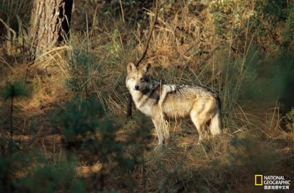 瀕危的墨西哥狼被&OpenCurlyDoubleQuote;特朗普牆&rdquo;阻斷了生存之路