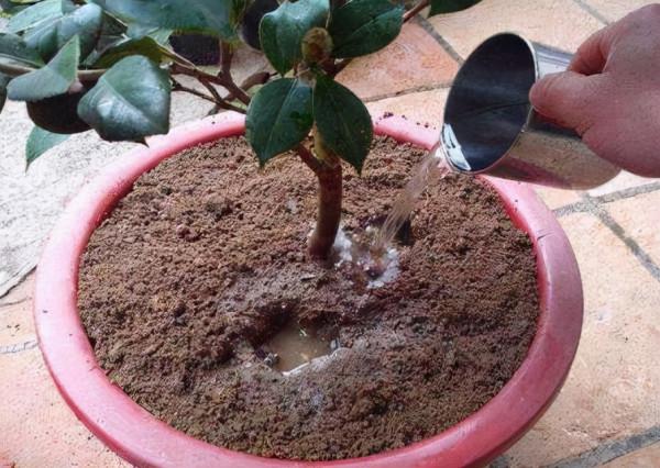 10月是養花施肥的好季節，一次性把肥料用足，葉片、花朵變得更旺