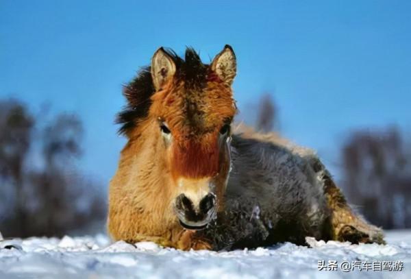 這8處金秋自駕遊線路,總有一款適合你(附線路地圖) 這8處金秋自駕遊線路,總有一款適合你(附線路地圖)
