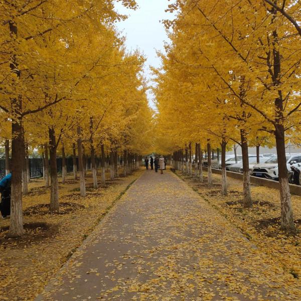 降溫之前抓緊辦！拍美照